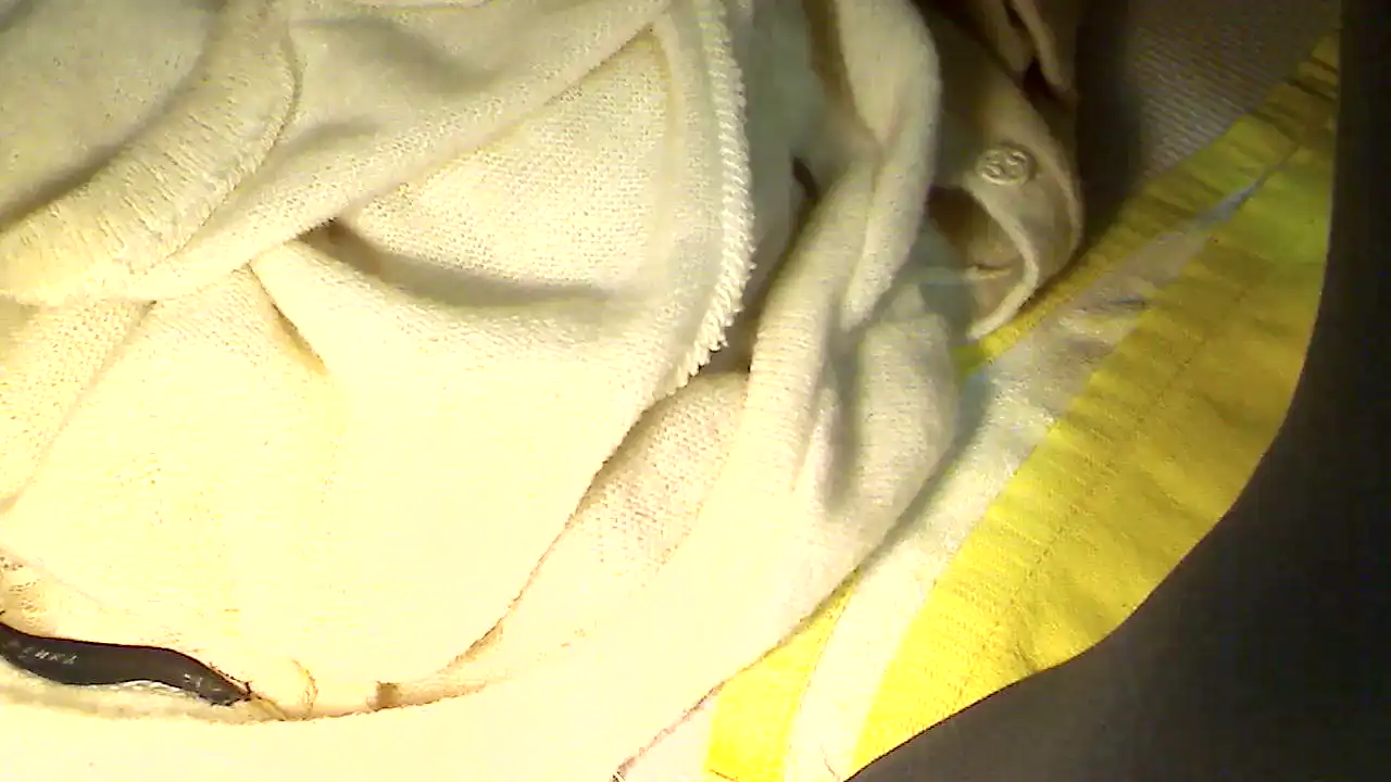 Hiyokosss – Sakuralive Live Cam Video – 2025-02-11 10:53:53
